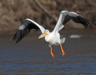 American White Pelican in flight at Grand Lake, Oklahoma © David McGowen