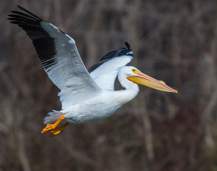American White Pelican in flight at Grand Lake, Oklahoma © David McGowen
