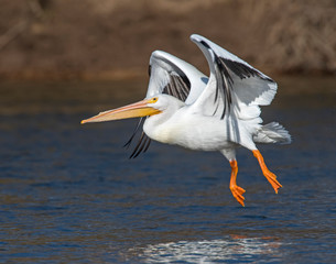 American White Pelican in flight at Grand Lake, Oklahoma © David McGowen