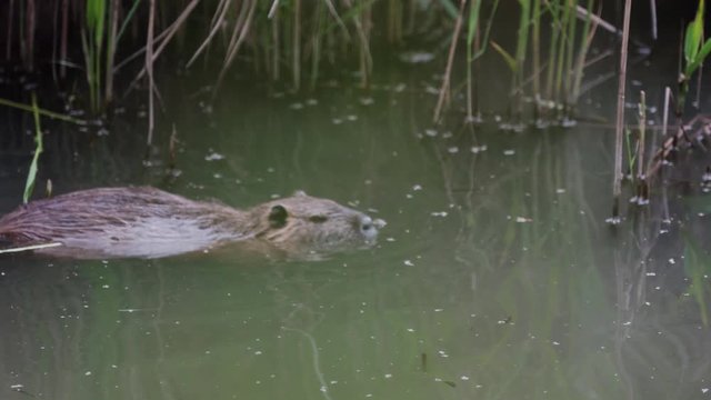 Beaver swimming in river in summer time
