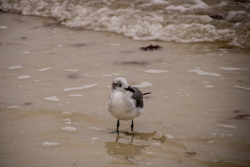 Laughing gull
