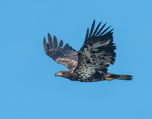 Bald Eagle in flight at Grand Lake, Oklahoma