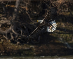 Bald Eagle in flight at Grand Lake, Oklahoma