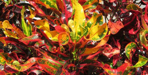 Red Croton leaves background in Florida zoological garden, closeup © natalya2015