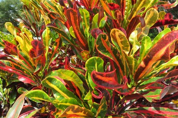 Colorful Croton leaves background in Florida zoological garden, closeup © natalya2015