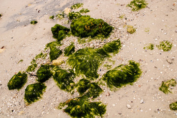 Mossy rocks on the beach
