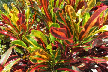 Colorful Croton leaves background in Florida zoological garden © natalya2015