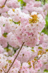 山桜