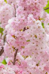 山桜