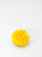 One bright dry flower on a light background.