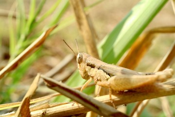 grasshopper on grass