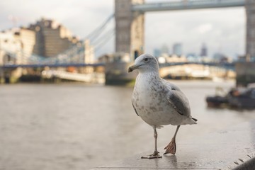closed up shot of seagull at Tower Bridge London, on a cloudy day.