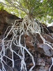 Climbing Roots