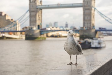 closed up shot of seagull at Tower Bridge London, on a cloudy day.
