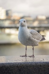 closed up shot of seagull at Tower Bridge London, on a cloudy day.