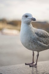 closed up shot of seagull at Tower Bridge London, on a cloudy day.
