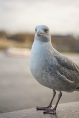 closed up shot of seagull at Tower Bridge London, on a cloudy day.