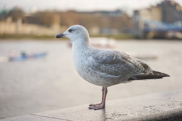 closed up shot of seagull at Tower Bridge London, on a cloudy day.