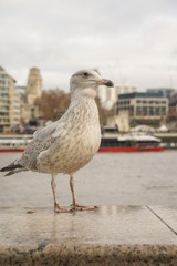 closed up shot of seagull at Tower Bridge London, on a cloudy day.