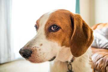 A Beagle hound mix lifestyle head portrait