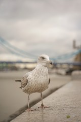 closed up shot of seagull at Tower Bridge London, on a cloudy day.