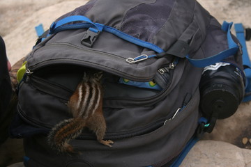 Fototapeta na wymiar Squirrel