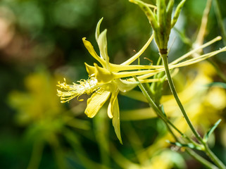 AustinSpringFlowers2019-1