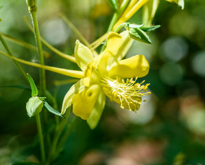 AustinSpringFlowers2019-2