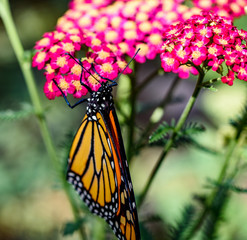AustinSpringFlowers2019-Butterfly1