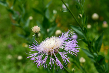AustinSpringFlowers2019-3