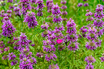 AustinSpringFlowers2019-5