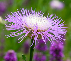 AustinSpringFlowers2019-6-Macro