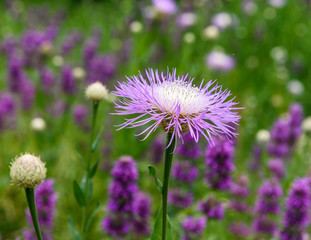 AustinSpringFlowers2019-6