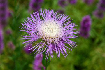 AustinSpringFlowers2019-7