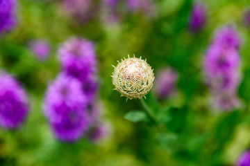 AustinSpringFlowers2019-9