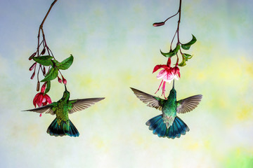 Couple of hummingbirds looking nectar in fuchsia flowers