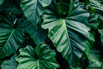 Dark green leaves Philodendron giganteum light and shadow background.