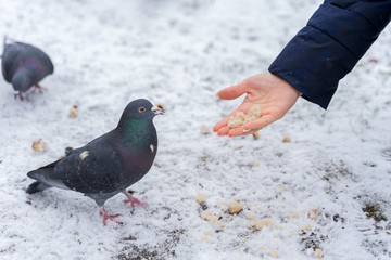 girl's hand feeds bread doves in winter
