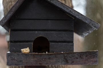 a pigeon feeder in the form of a wooden house hangs on a tree in winter. a piece of bread lies on the manger.