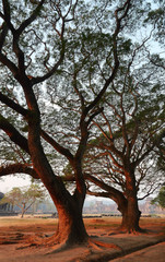 The silhouette of the trunk and branches of the large Monkey Pod or East Indian Walnut tree with stone temple in the mist in background, Angkor Wat, Siem Reap, Cambodia
