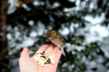 little bird in the hand
