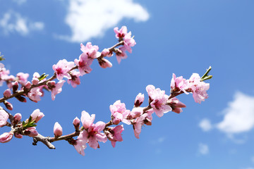 桃の花のアップ