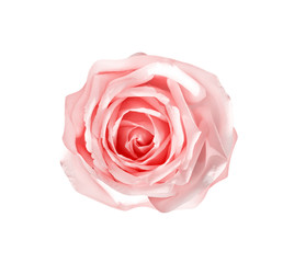 Light pink rose flower skin isolated on white background and clipping path top view