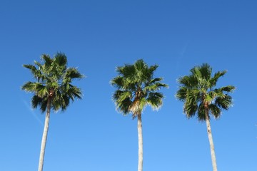 Obraz premium Palm trees against blue sky in Florida nature