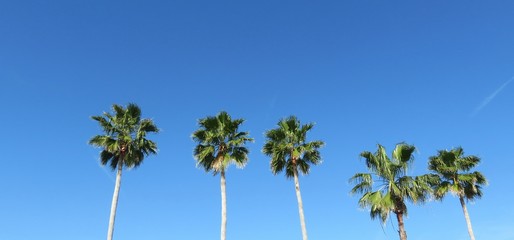 Fototapeta na wymiar Palm trees on blue sky background in Florida nature