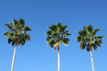 Fototapeta na wymiar Palm trees against blue sky, natural background 
