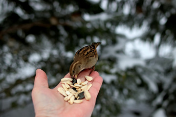 bird in hand