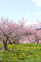 Fototapeta premium 信州 丹霞郷の桃の花