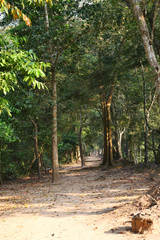 Large trees with green shrub and sidewalk in the forest on the ancient city wall at Angkor Wat,  Siem Reap, Cambodia