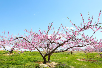 信州　丹霞郷の桃の花